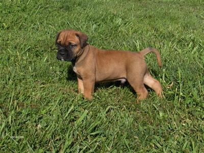 Puppies in IA