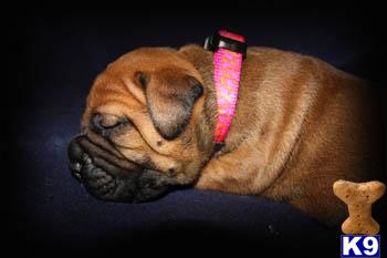 Bullmastiff Puppies for Sale