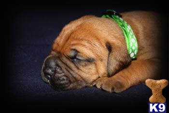 Bullmastiff Puppies for Sale