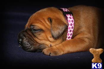 Bullmastiff Puppies for Sale