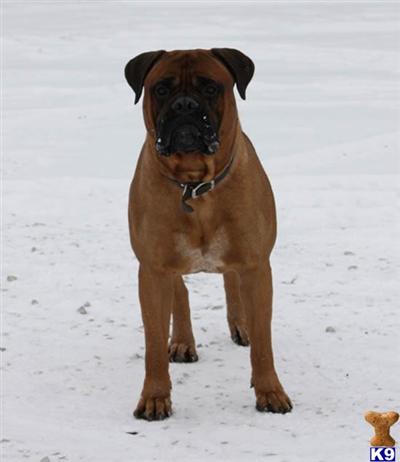 Bullmastiff Puppies for Sale