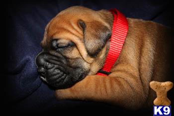 Bullmastiff Puppies for Sale