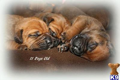 Bullmastiff Puppies for Sale