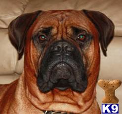 Bullmastiff Puppies for Sale