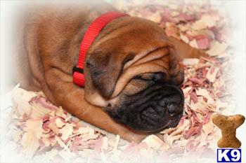 Bullmastiff Puppies for Sale