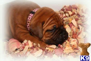 Bullmastiff Puppies for Sale