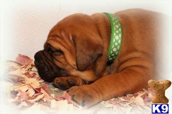 Bullmastiff Puppies for Sale
