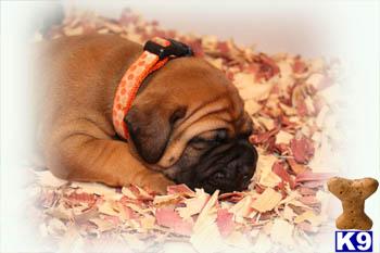 Bullmastiff Puppies for Sale