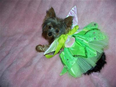 Female Dogs