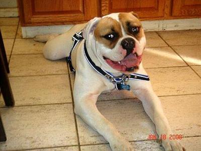 Stud Dogs - American Bulldog