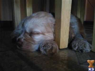 Cocker Spaniel Puppies for Sale