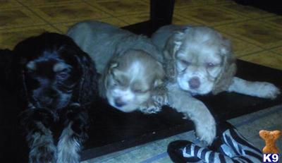 Cocker Spaniel Puppies for Sale