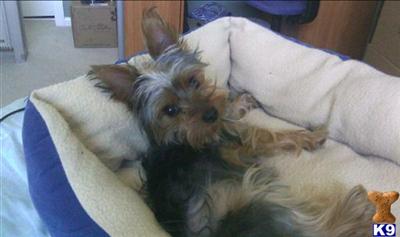 Dogs for Sale