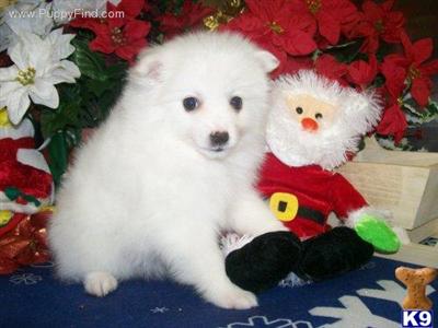 American Eskimo Dog Puppies for Sale