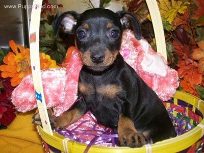 Miniature Pinscher Puppies for Sale
