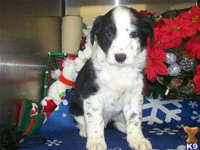 Puppies for Sale