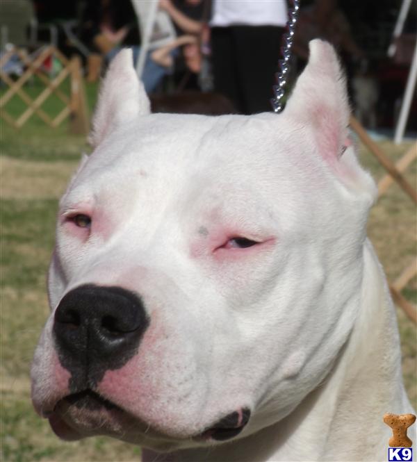 dogo argentino breeders in california. born 4/29 www.dogo.net - Dogo