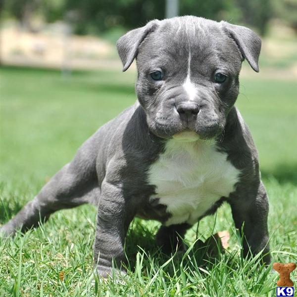 Extreme American Bully Pit Bull Puppies