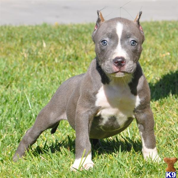 PITBULL DOGS FOR SALE PHILIPPINES - Wroc?awski Informator Internetowy ...