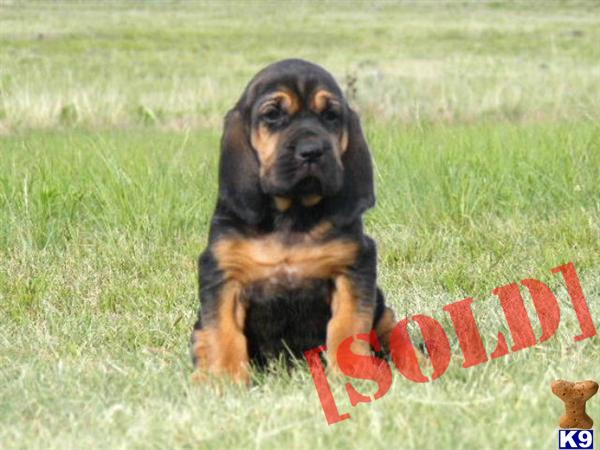 Liver And Tan Bloodhound Puppies | [#] Lunawsome