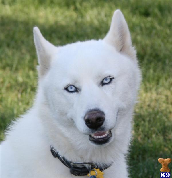 Siberian Husky Stud Dog: Spirit 14 Years old