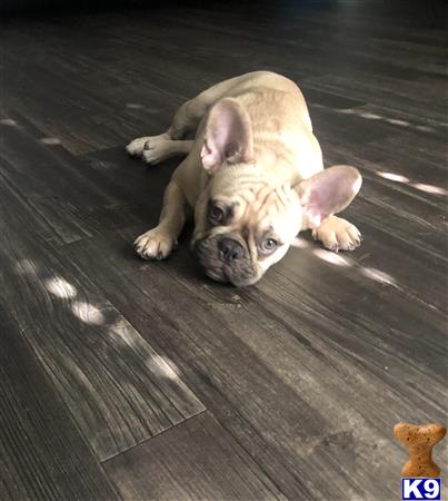a french bulldog dog lying on a wood floor
