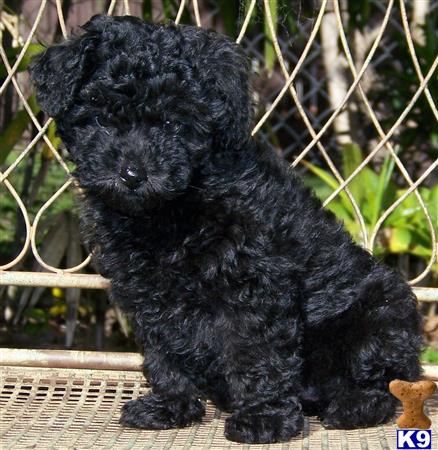 a black poodle puppy sitting on a bench