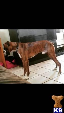 a boxer dog standing on a tile floor
