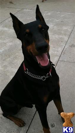 a doberman pinscher dog with a chain on its neck