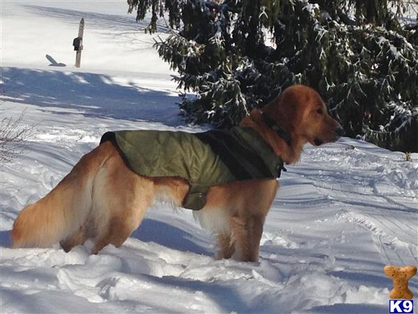 a golden retriever dog wearing a jacket and lying in the snow