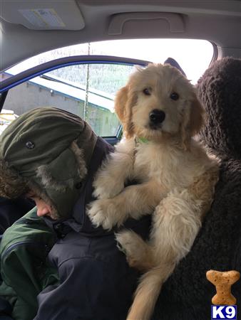 a person holding a goldendoodles dog