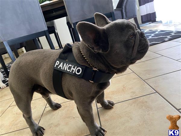 a french bulldog dog wearing a harness