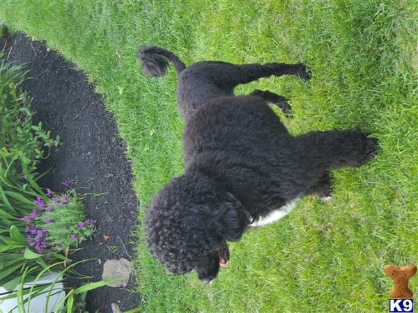 a portuguese water dog dog lying in the grass
