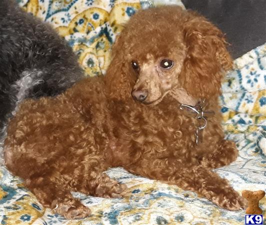 a poodle dog sitting on a bed