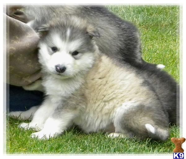 CHAMPION GIANT LINED SHOW QUALITY PUPPIES