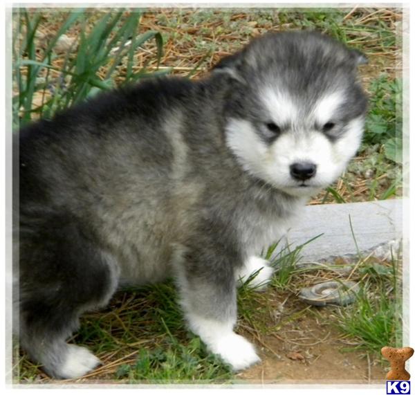 Alaskan Malamute Puppy for Sale: AKC MALAMUTE PUPPIES - SUPER FLUFFY 13 ...