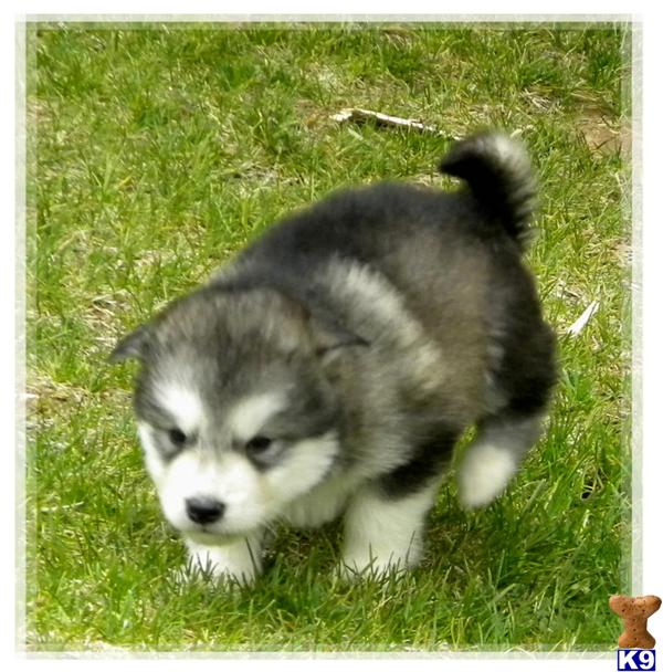 Alaskan Malamute Puppy for Sale: AKC MALAMUTE PUPPIES - SUPER FLUFFY 13 ...