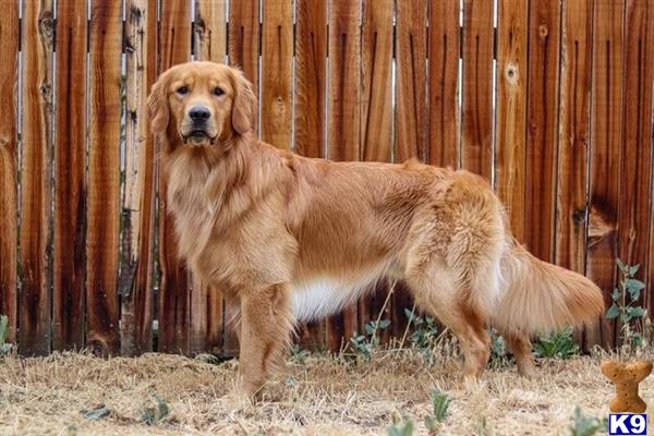 Golden Retriever Stud Dog: Zym 5 Years old