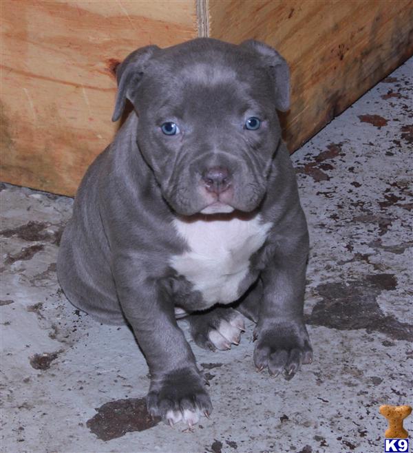 DONT MISS OUT RAZORS EDGE / GOTTI PUPS