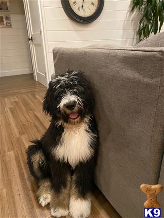 Bernedoodle Stud Dog: Bailey 3 Years old