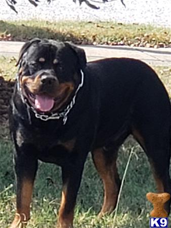 Rottweiler Stud Dog: Solomon 7 Years old