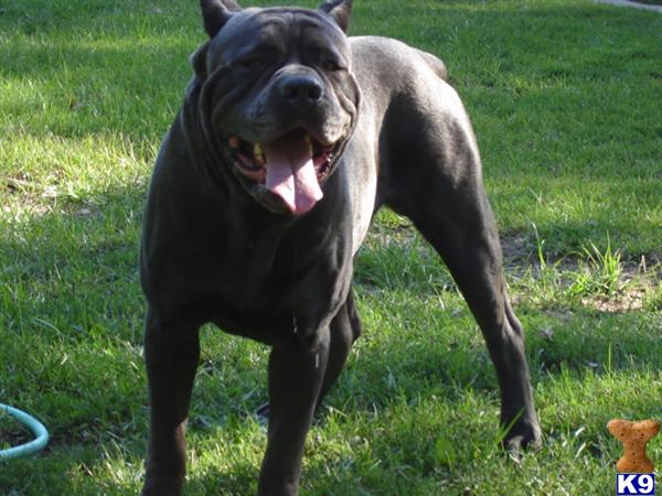 Cane Corso Puppy For Sale Blue Cane Corso Pups For Sale