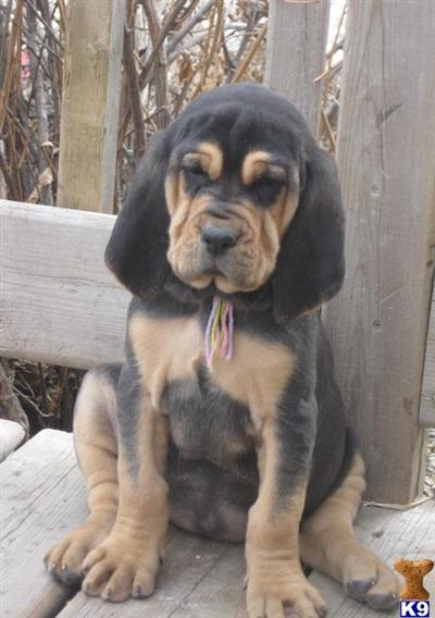 Myrtle Beach Sc Bloodhound Puppies For Sale Bloodhound Puppies For Sale