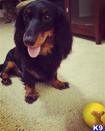 dachshund teddy bear