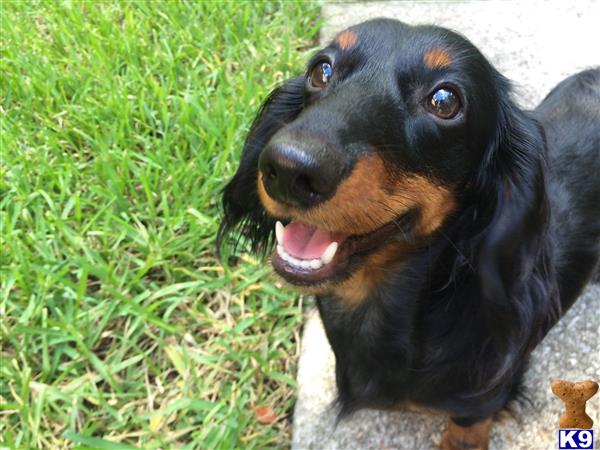 dachshund teddy bear