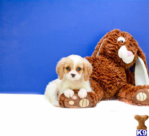 Cavalier King Charles Spaniel Puppy for Sale: Cavalier Puppies Diane f
