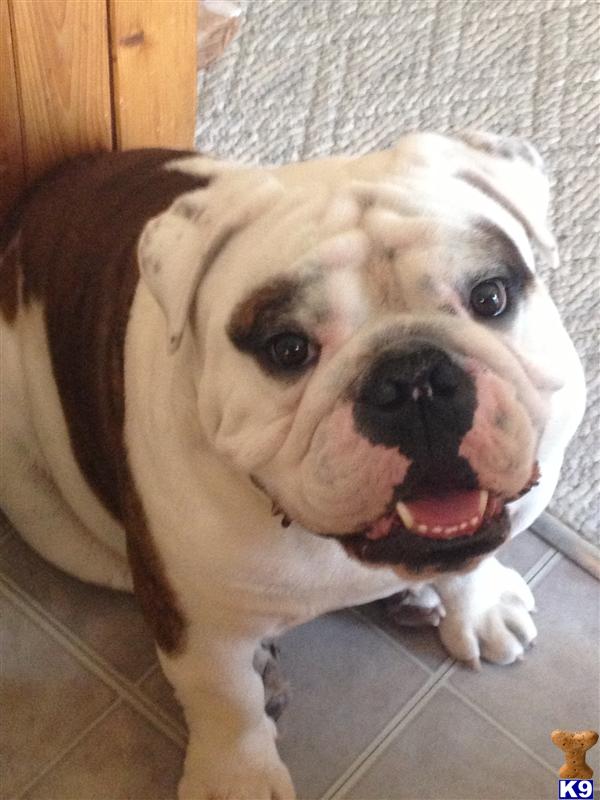 English Bulldog Stud Dog: Guapo 12 Years old