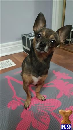 Chihuahua Stud Dog: Charger 10 Years old