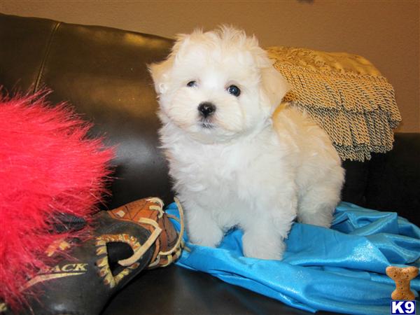 Maltese Puppy for Sale: Maltese-Male-Gunner-Beautiful Non Shedding Coat ...