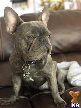 French Bulldog Stud Dog: Bentley 4 Years old